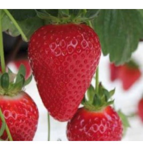 Fraise Dream 500g.