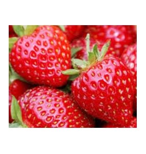 Fraise pleine terre, 500g.